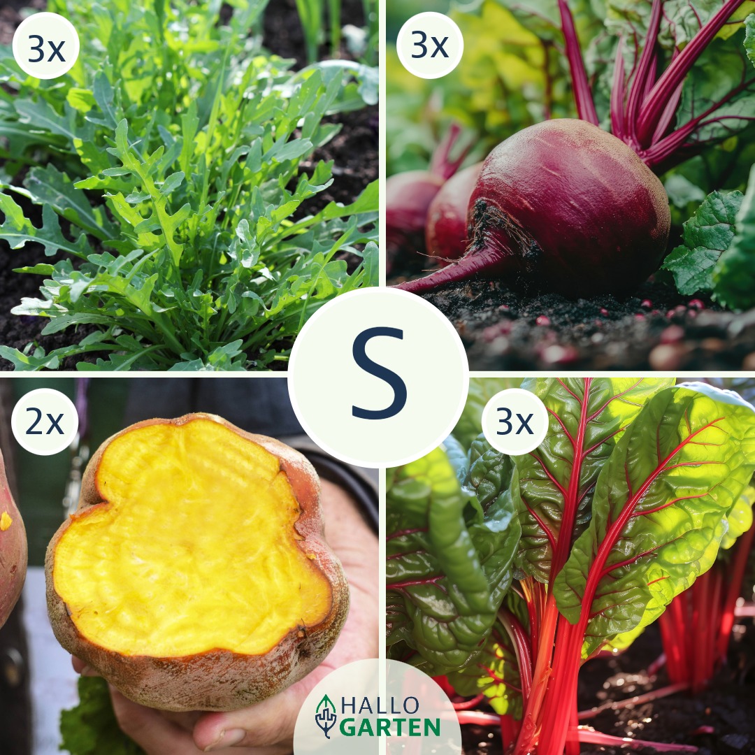 Pflanzen-Set Gemüsevergnügen