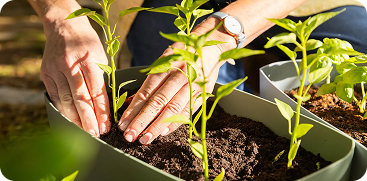 Hallo Garten Ready-to-Grow Gärten