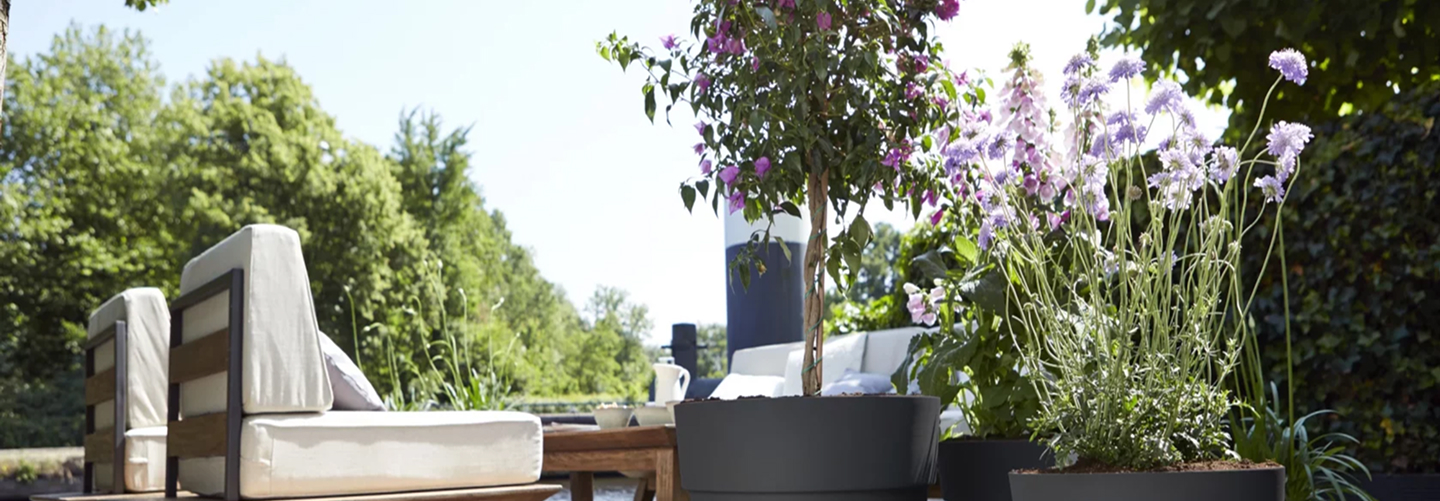 Hallo Garten Pflanzen