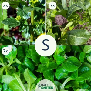 Pflanzen-Set Winterlich Vital - Bild 1