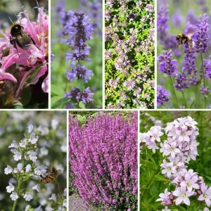 Blumen-Set Toskanische Seele