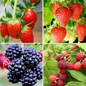 Pflanzen-Set Beerenhunger
