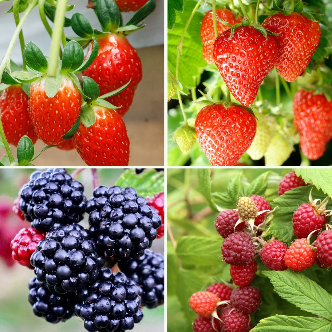 Pflanzen-Set Beerenhunger - Bild 4