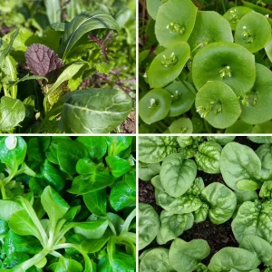 Pflanzen-Set Wintergrün