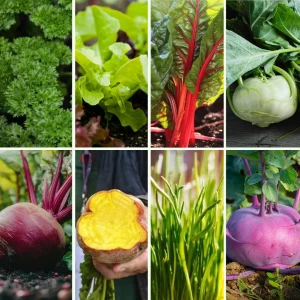 Pflanzen-Set Gesund und Bunt