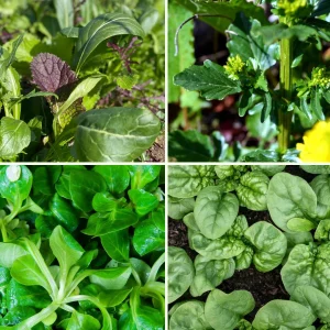 Pflanzen-Set Winterlich Vital