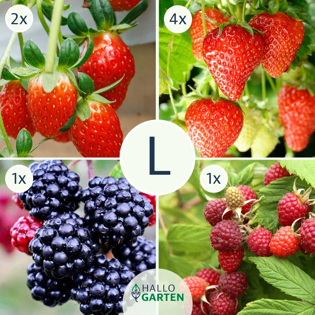 Pflanzen-Set Beerenhunger - Bild 3