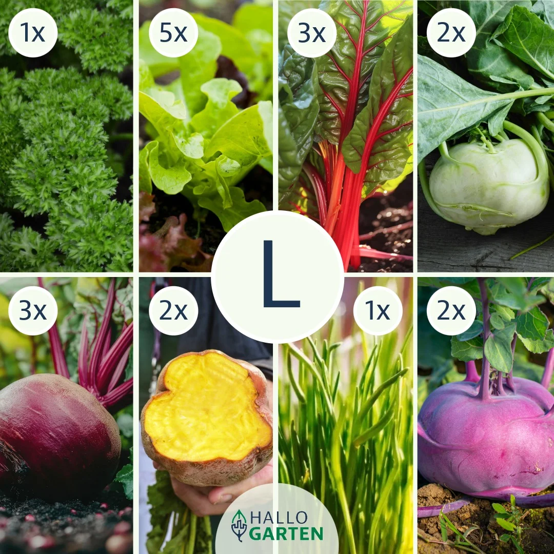 Pflanzen-Set Gesund und Bunt - Bild 3