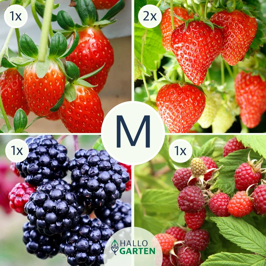 Pflanzen-Set Beerenhunger - Bild 2