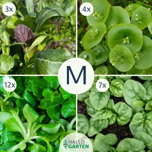 Pflanzen-Set Wintergrün - Bild 2