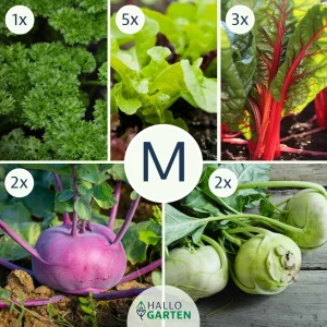 Pflanzen-Set Gesund und Bunt - Bild 2