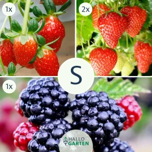 Pflanzen-Set Beerenhunger - Bild 1