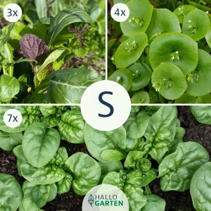 Pflanzen-Set Wintergrün - Bild 1