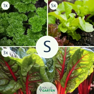 Pflanzen-Set Gesund und Bunt - Bild 1