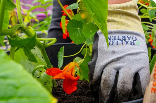 Häufige Fragen zu Hallo Garten
