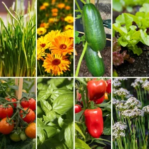 Pflanzen-Set Für die Brotdose