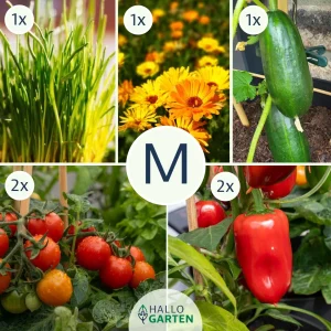 Pflanzen-Set Für die Brotdose - Bild 2