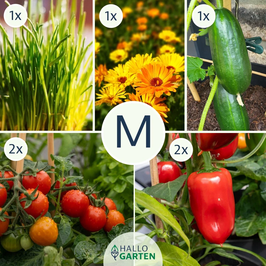 Pflanzen-Set Für die Brotdose - Bild 2