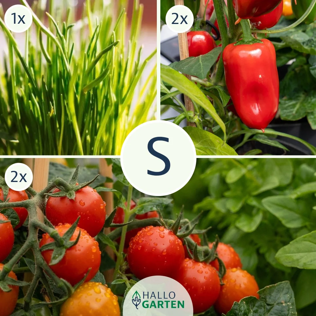 Pflanzen-Set Für die Brotdose