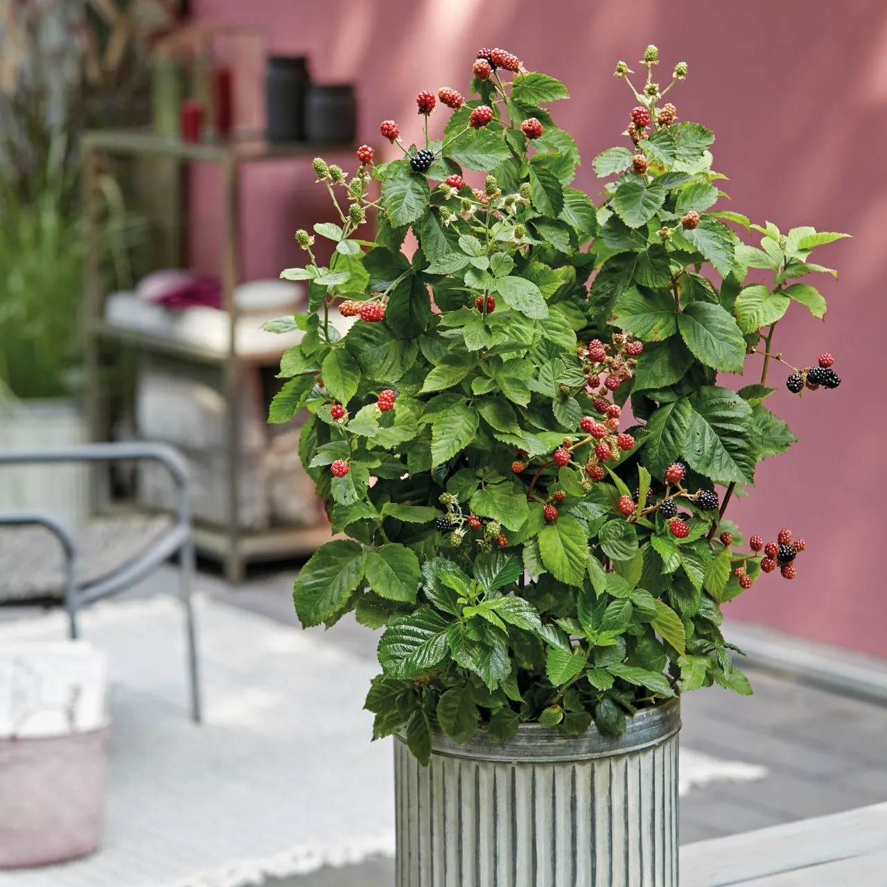 Brombeere - Rubus Brazelberry 'Baby Cakes' ®