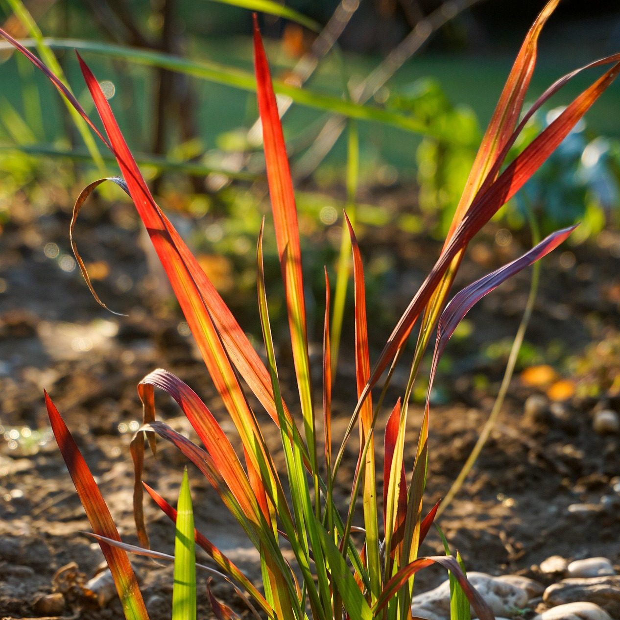Japanisches Blutgras - Imperata 'Red Baron' - Bild 2