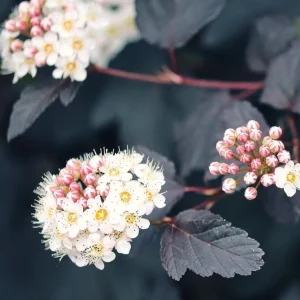 Schattenspiele und Blütenzauber - Bild 4