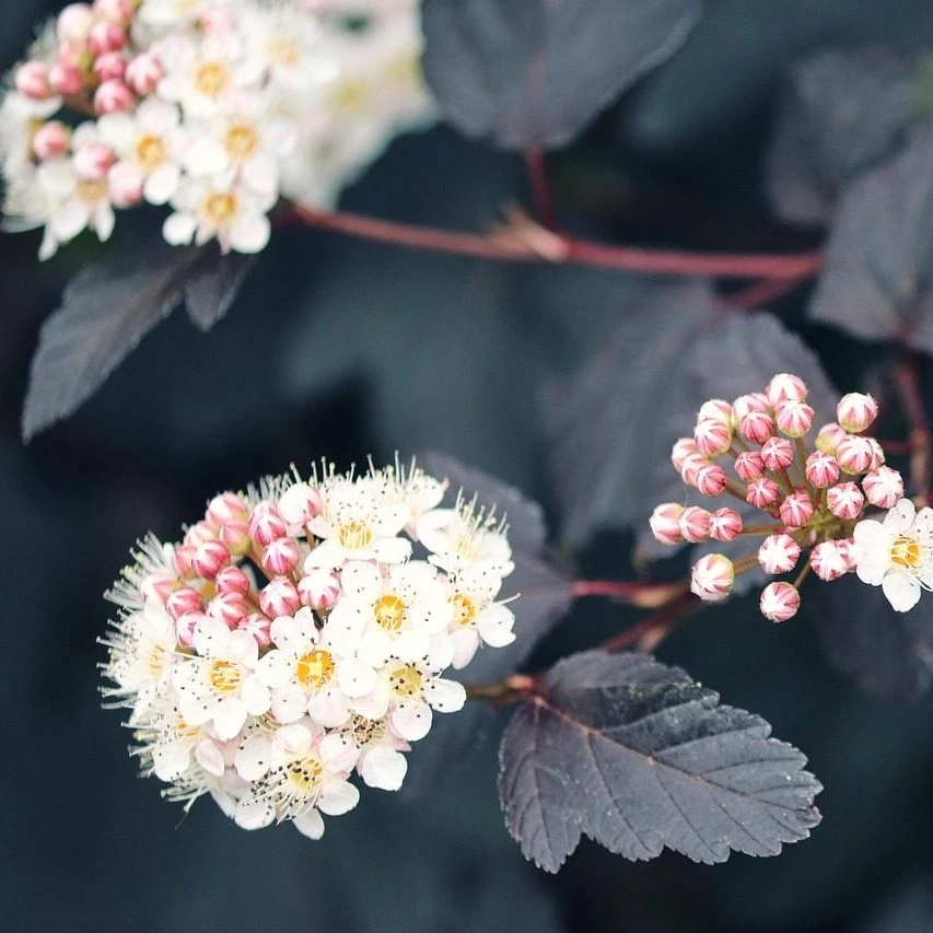 Schattenspiele und Blütenzauber - Bild 4
