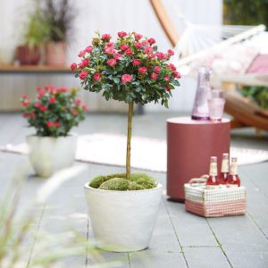 Rosa 'Zepeti' ® Stämmchen Sth. 35-cm