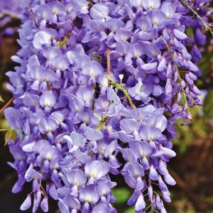 Blauregen - Wisteria sinensis 'Prolific'