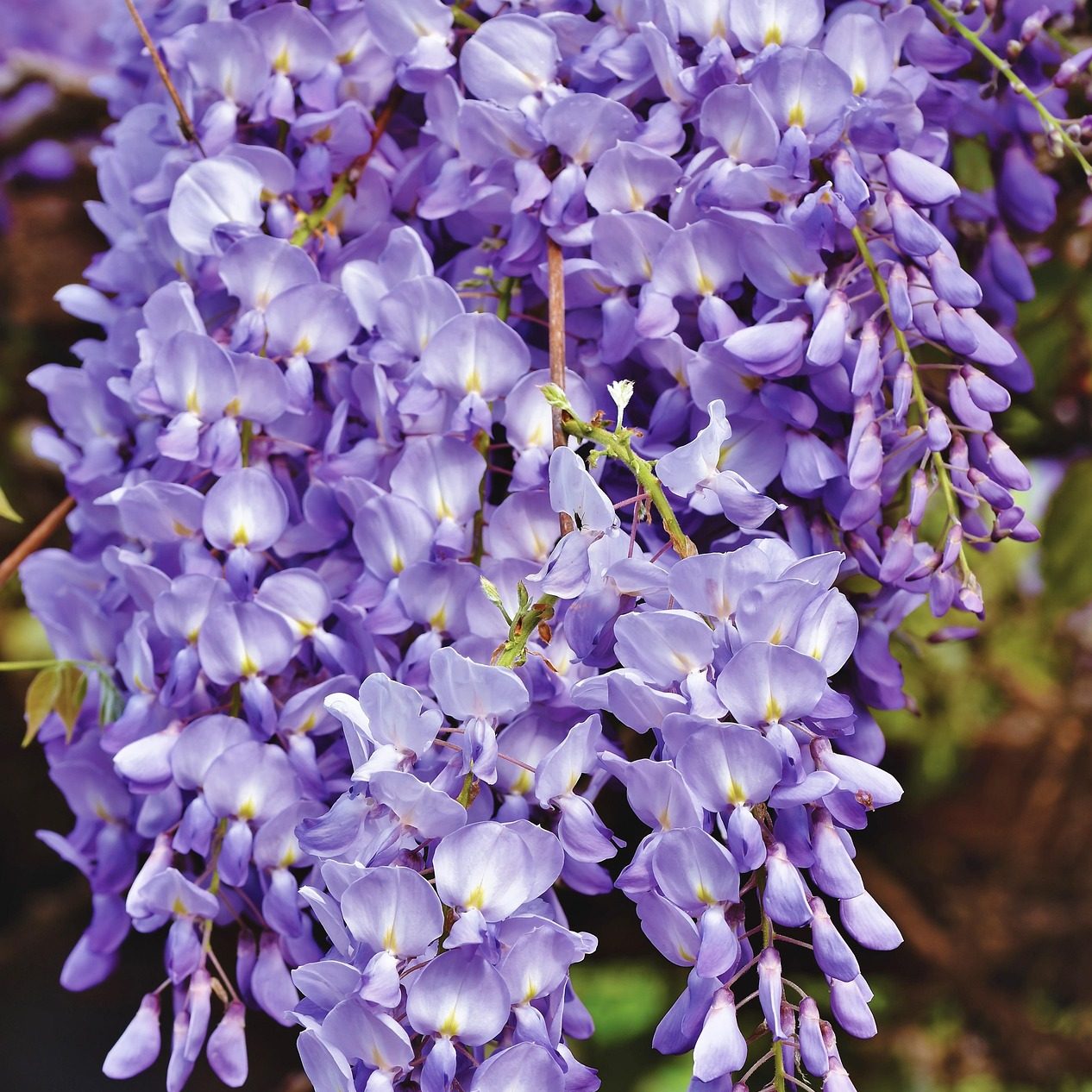 Blauregen - Wisteria sinensis 'Prolific'