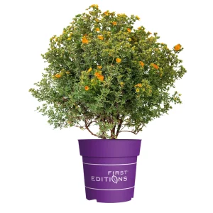 Fingerstrauch - Potentilla fruticosa 'Mandarin Tango' First Editions® - Bild 2