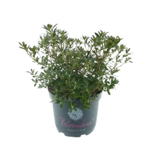 Zwerg-Rhododendron"Bloombux" Pink - Bild 2