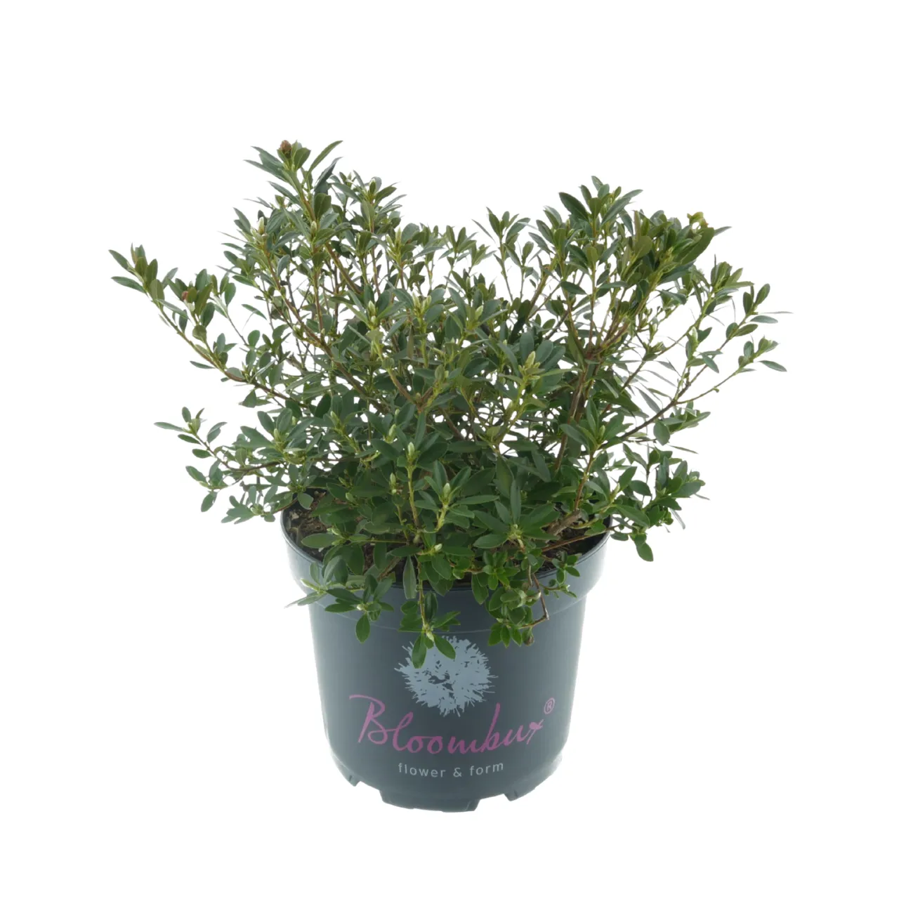 Zwerg-Rhododendron"Bloombux" Pink - Bild 2