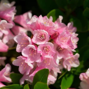 Zwerg-Rhododendron "Bloombux" Magenta - Bild 2