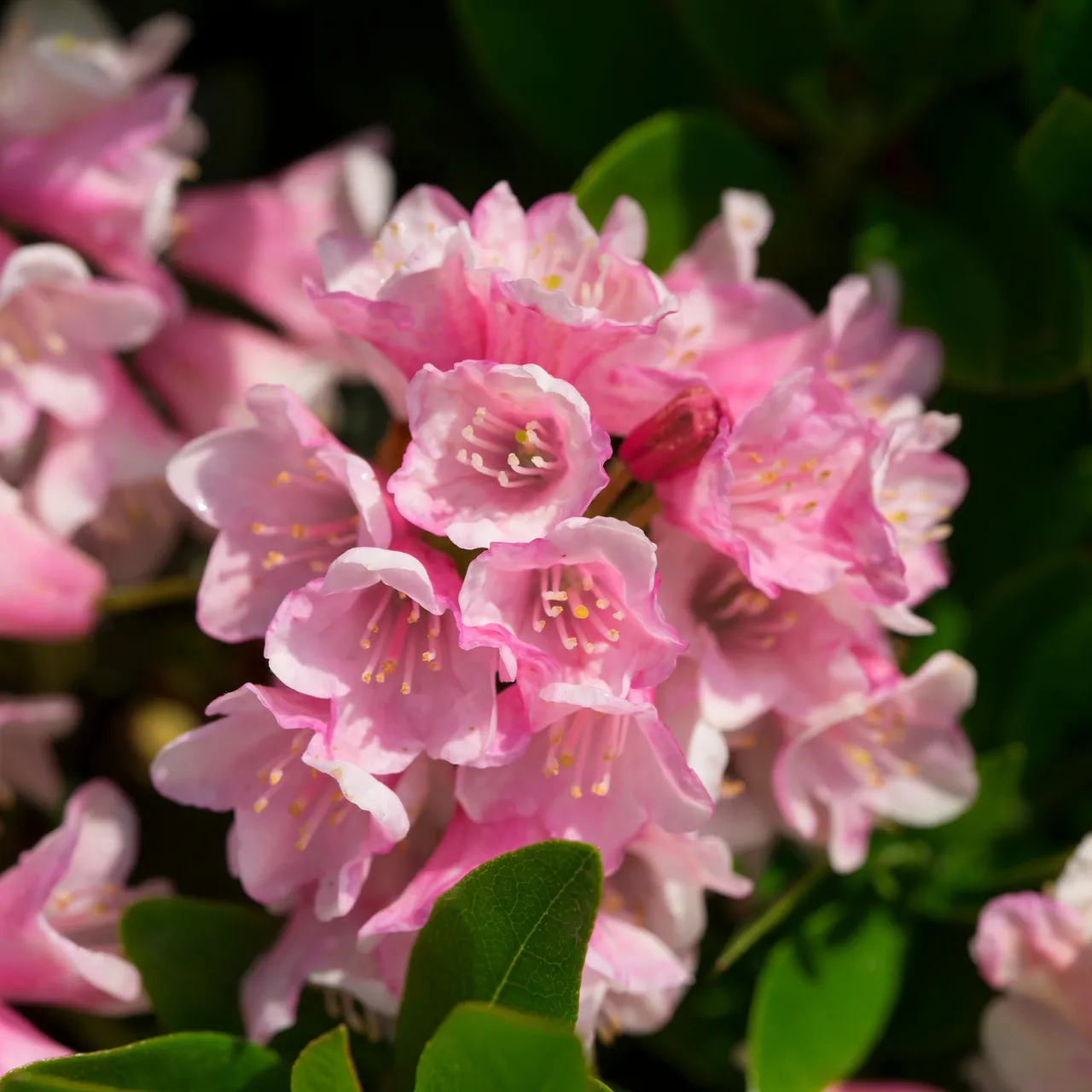 Zwerg-Rhododendron "Bloombux" Magenta - Bild 2