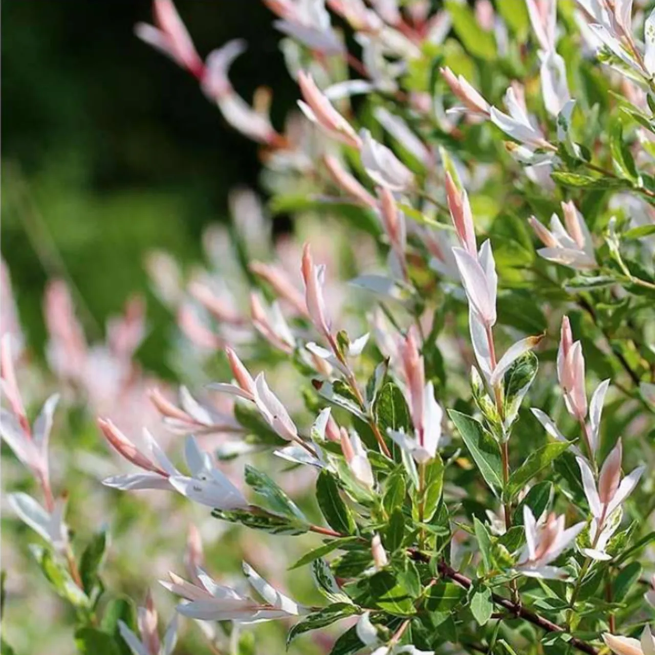 Eleganz in Rot und Weiß - Bild 2