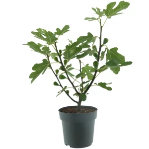 Feigenbaum - Ficus carica 'Firoma' ® - Bild 2