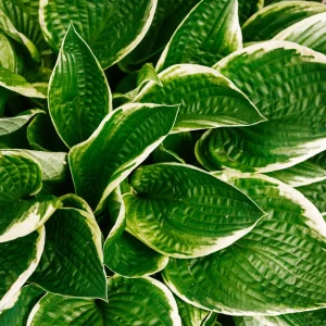 Blumen-Set Gartenpoesie - Bild 2