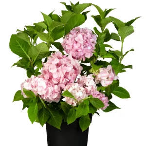 Bauernhortensie - Hydrangea macr. 'Endless Summer' ® Rosa - Bild 2