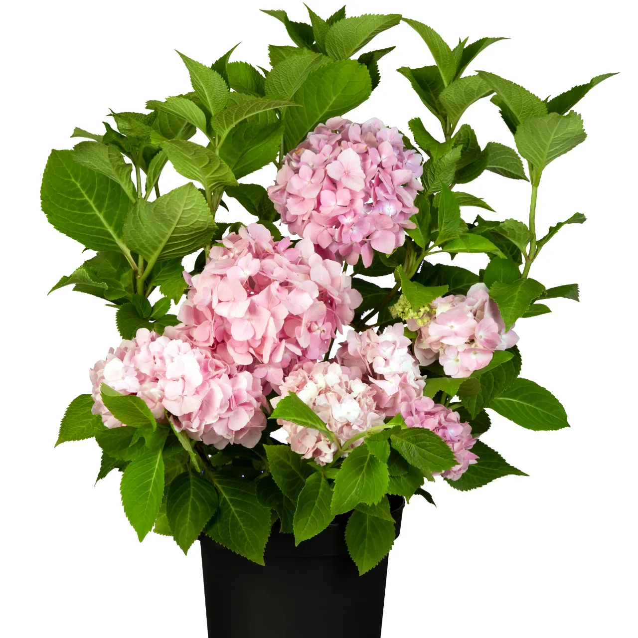 Bauernhortensie - Hydrangea macr. 'Endless Summer' ® Rosa - Bild 2
