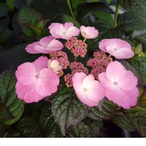 Hydrangea serrata 'Dare Devil' ® - Bild 2