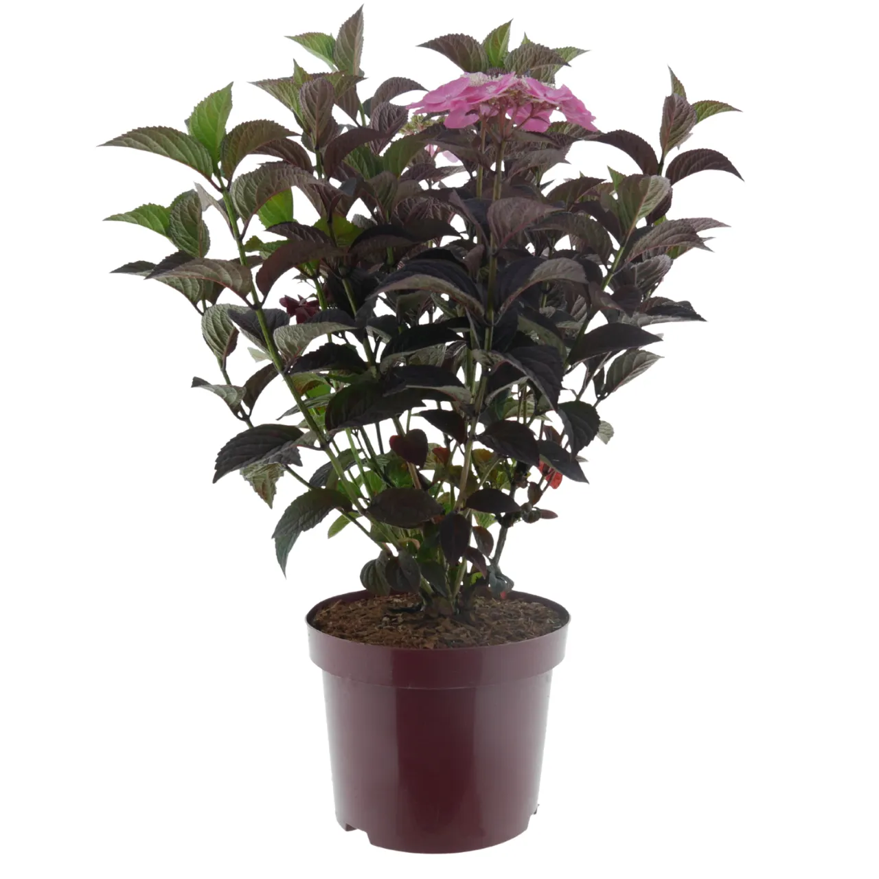 Hydrangea serrata 'Dare Devil' ® - Bild 3