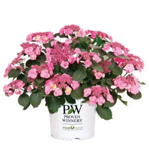 Blumen-Set Elegante Terrassenharmonie - Bild 5