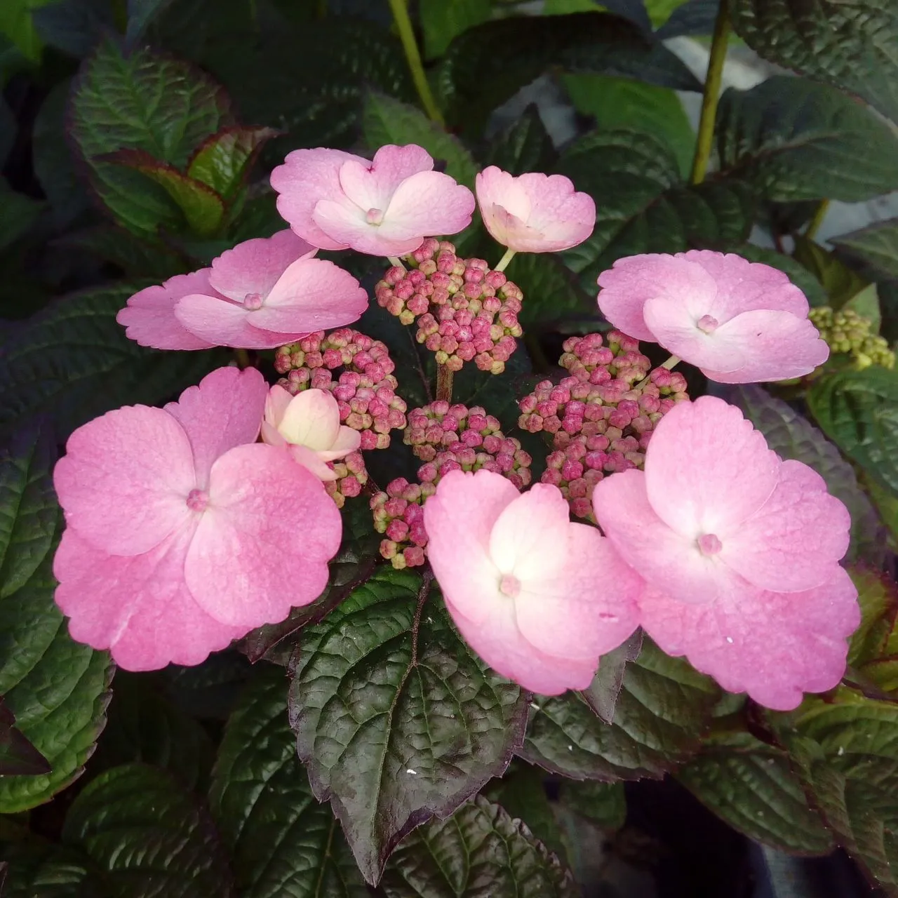 Hydrangea serrata 'Dare Devil' ®