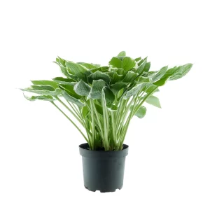 Blumen-Set Elegante Terrassenharmonie - Bild 3