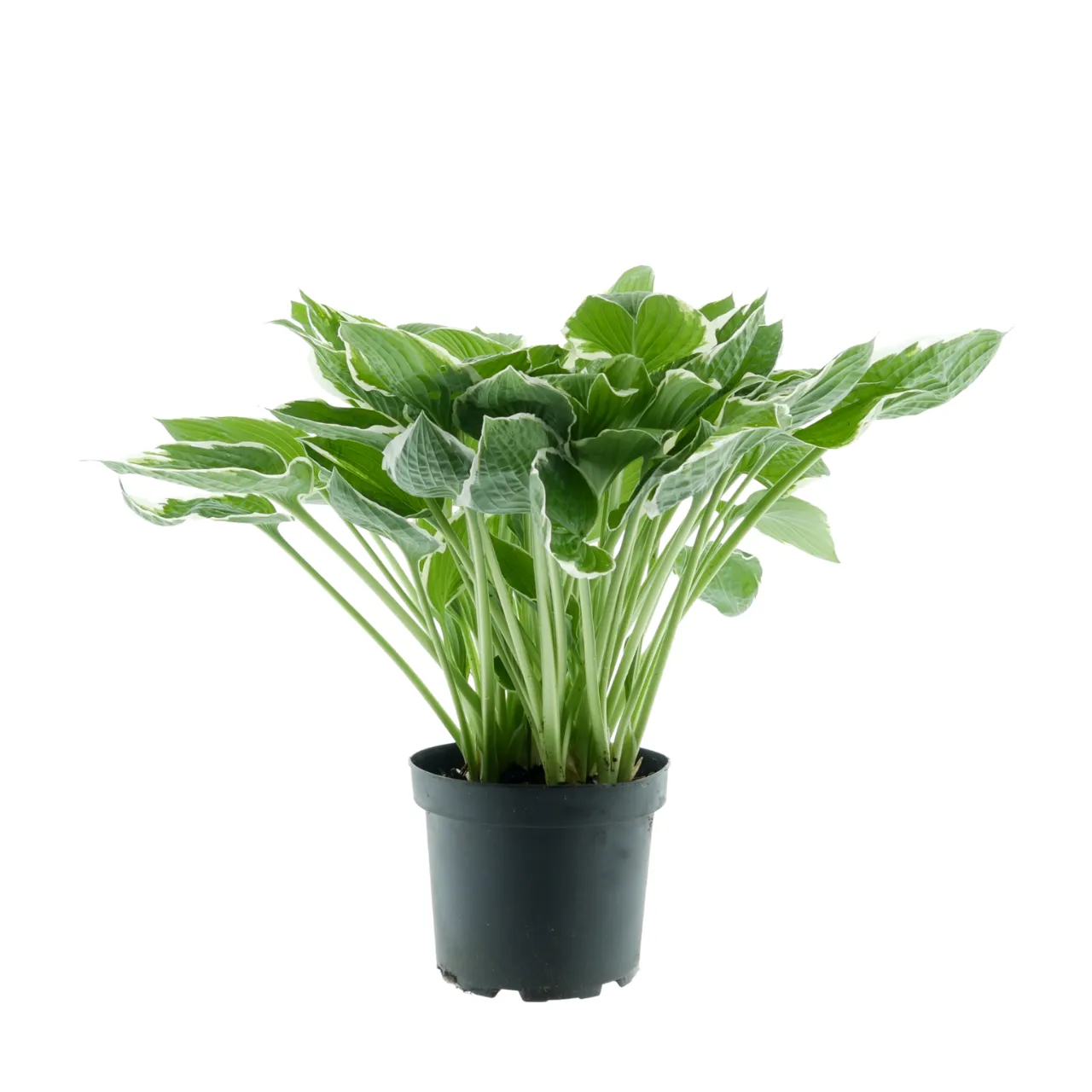 Blumen-Set Elegante Terrassenharmonie - Bild 3