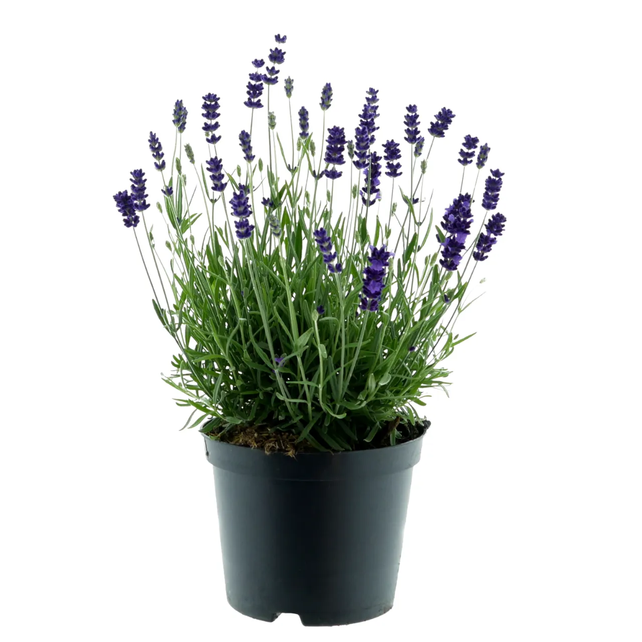 Farbenspiel für Insekten - Bild 3