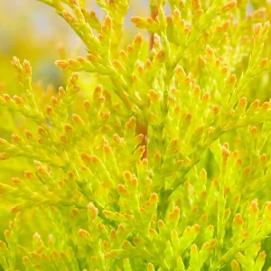 Blumen-Set Elegante Terrassenharmonie - Bild 2