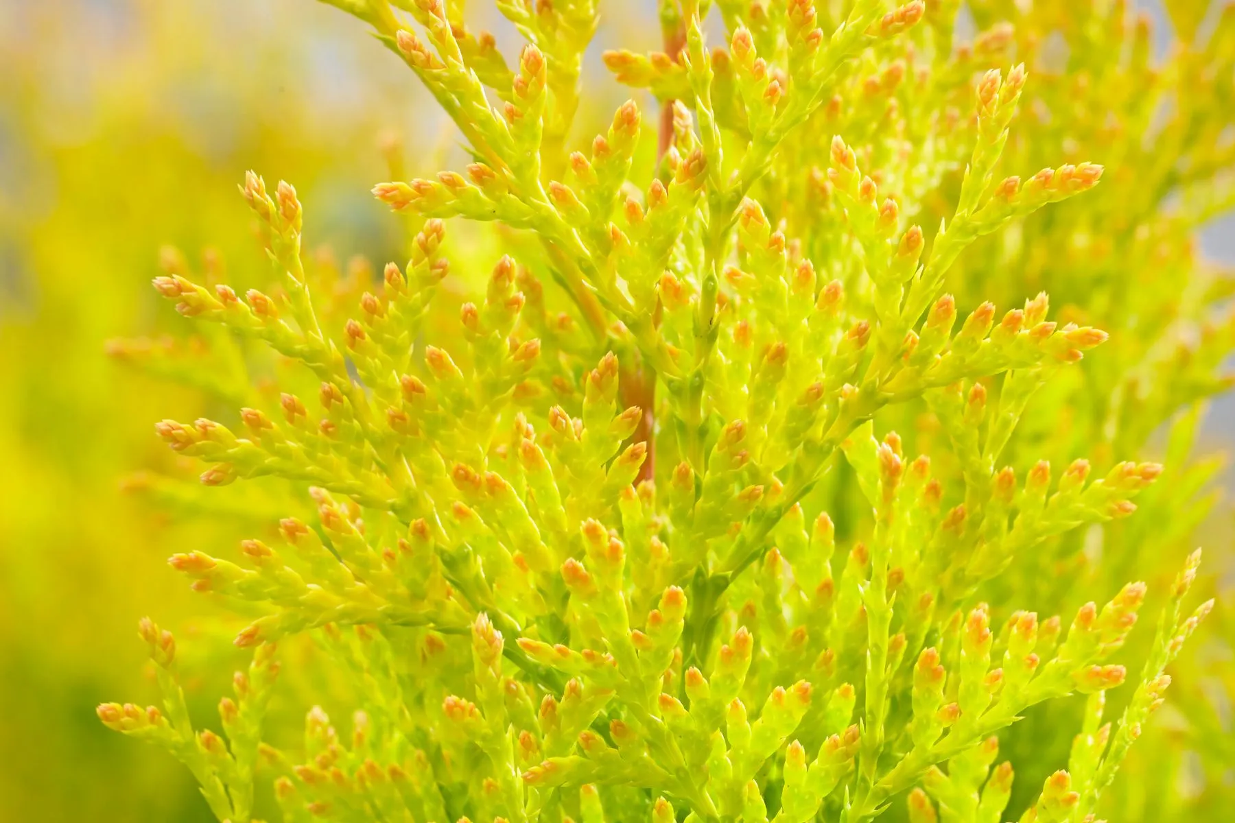 Blumen-Set Elegante Terrassenharmonie - Bild 2