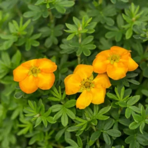 Fingerstrauch - Potentilla fruticosa 'Mandarin Tango' First Editions®